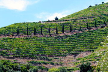 Fototapeta na wymiar bela paisagem de vinhas no vale do rio Douro.