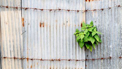 Iron wall with plants inserted