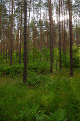 Waldkiefern (Pinus sylvestris) Müritz, Deutschland, Europa