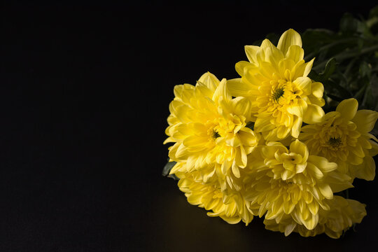 Yellow aster flowers on a black background. Copy space