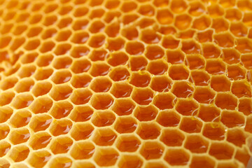 Fresh honeycomb on whole background, close up