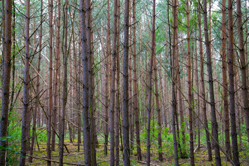 Waldkiefern (Pinus sylvestris) Müritz, Deutschland, Europa