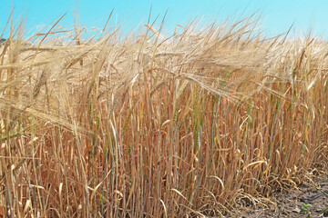 Golden Wheat Field. Beautiful nature Sunset Landscape. Prerequisites for the maturation of ears of meadow wheat in the field.