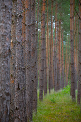 Waldkiefern (Pinus sylvestris) Müritz, Deutschland, Europa