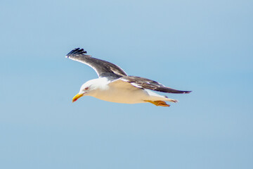 Gaviotas en la playa de Chipiona, Costa Ballena, Cadiz