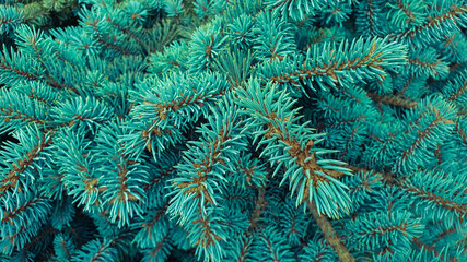 The branches of the blue spruce close-up, fir-tree background. Flat lay. Nature concept. Pine tree wallpaper. Copy space.