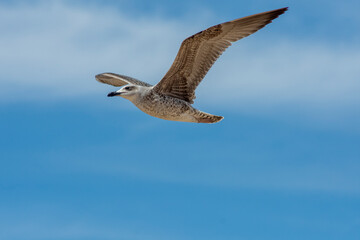 Gaviotas en la playa de Chipiona, Costa Ballena, Cadiz