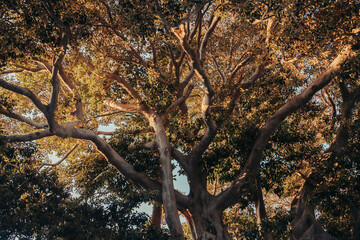 Fototapeta na wymiar Large tree branches illuminated by the sun.