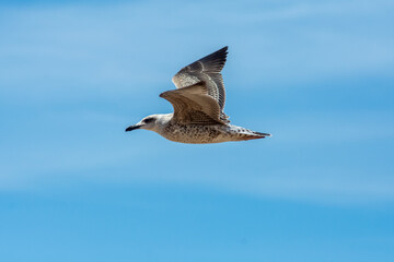 Gaviotas en la playa de Chipiona, Costa Ballena, Cadiz