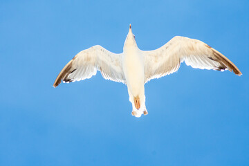 Gaviota volando en Costa Ballena