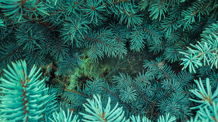 The branches of the blue spruce close-up, fir-tree background. Flat lay. Nature concept. Pine tree wallpaper. Copy space.