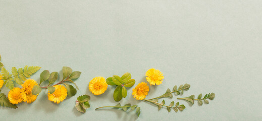 spring yellow flowers on paper background