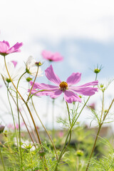 Fresh Delicate Pink and White Cosmos Flowers