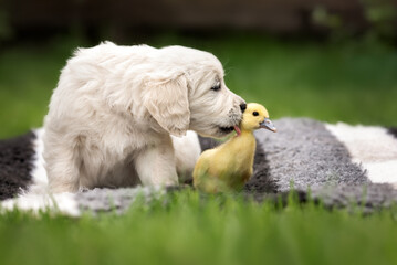 Naklejka premium funny golden retriever puppy licks a duckling