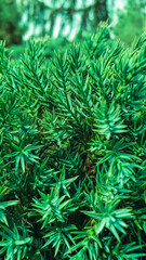 Green plants bright day light, abstract background, Flat lay. Nature concept. Copy space.