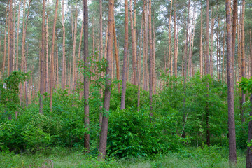 Waldkiefern (Pinus sylvestris) Müritz, Deutschland, Europa
