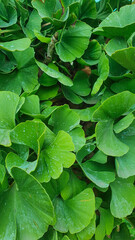 Green plants bright day light, abstract background, Flat lay. Nature concept. Copy space.