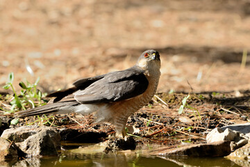 gavilán común posado y bebiendo en la charca del parque  (Accipiter nisus) Ojén Andalucía España  