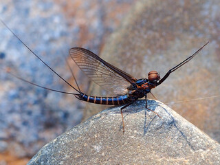 Mayfly (Choroterpes sp.), male imago