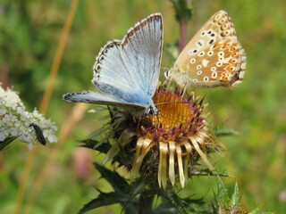 Bräunling und Bläuling an Distel