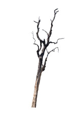 Dead tree on the white background