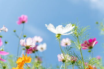 Fototapeta premium Fresh Delicate Pink and White Cosmos Flowers