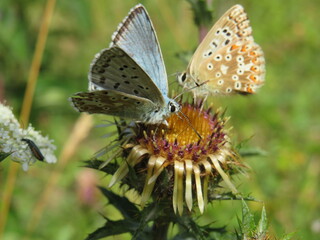 Bräunling und Bläuling an Distel