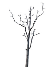 Dead trees in the natural white background