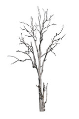 Dead tree on the white background