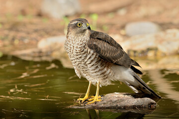  gavilán común posado y bebiendo en la charca del parque  (Accipiter nisus) Ojén Andalucía España 