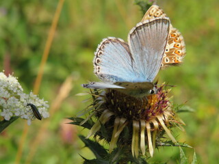 Bräunling und Bläuling an Distel