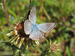 Bräunling und Bläuling an Distel