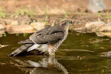  gavilán común bebiendo y bañándose en la charca del parque  (Accipiter nisus) Ojén Andalucía España 