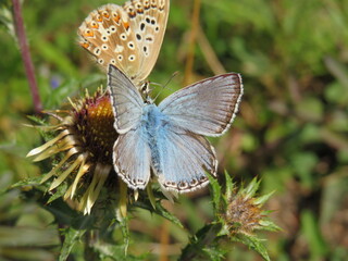 Bräunling und Bläuling an Distel