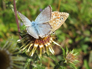 Bläuling und Bräunling an Distel