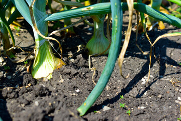 Onions with bulbs growing in a garden bed