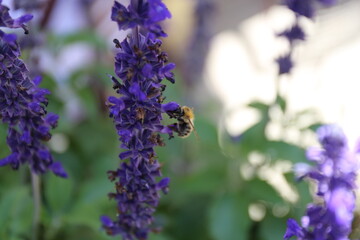 
bumblebee on purple flower, flying insect