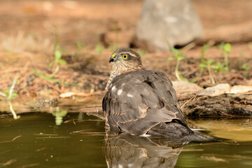   gavilán común bebiendo y bañándose en la charca del parque  (Accipiter nisus) Ojén Andalucía España 