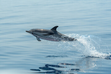 Delfin