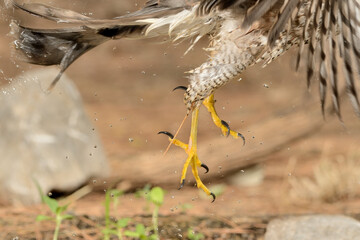 patas de rapaz alzando el vuelo 