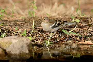 Obraz premium pinzón vulgar hembra bebiendo agua en el estanque del parque (Fringilla coelebs) Ojén Andalucía España 