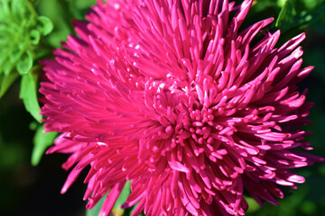 Obraz premium White and red Aster flowers in the garden in the greenery