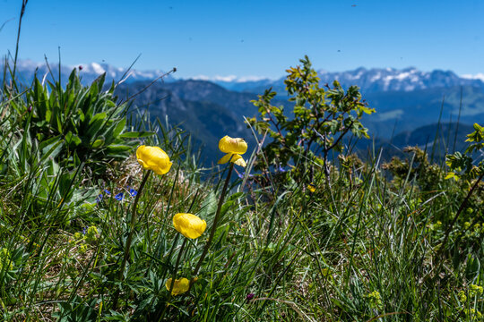 Trollblumen vor Alpenpanorama