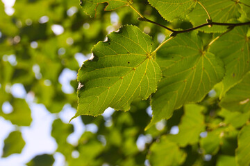 beech leaves in sunlight in summertime