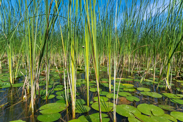 Thickets of leaves of water lilies and sedges in a pond close up