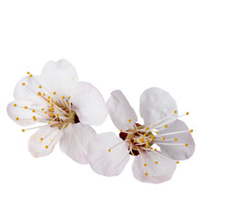 Branch with blossoms cherry Isolated on white background.