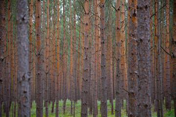 Waldkiefern (Pinus sylvestris) Müritz, Deutschland, Europa