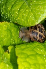 Snail on green salad leaves