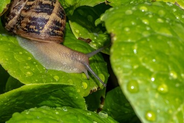 Snail on green salad leaves