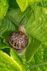 Snail on green salad leaves